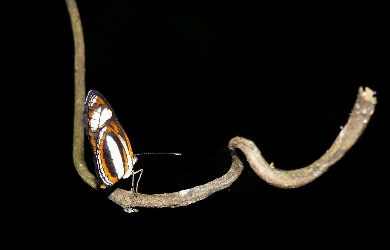 A butterfly sleeping on a branch