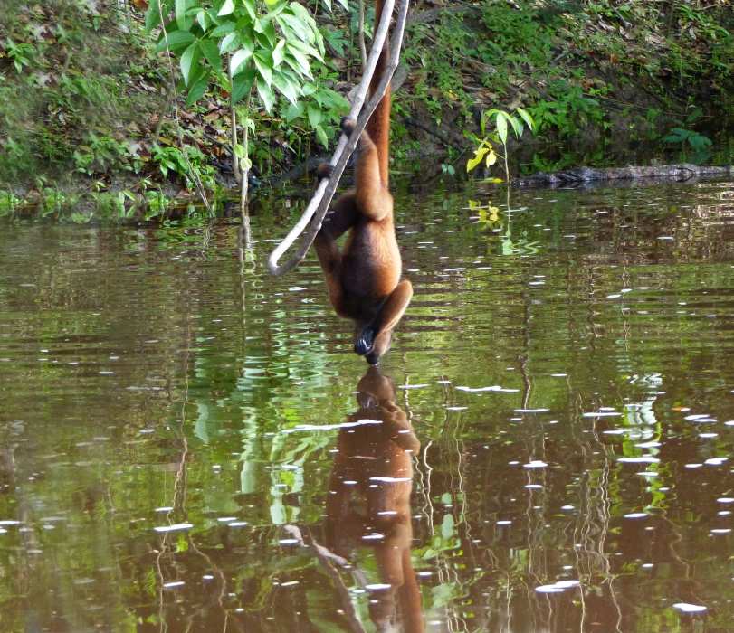 Peruvian yellow-tailed woolly monkey hanging upside down from a vine to drink from the river