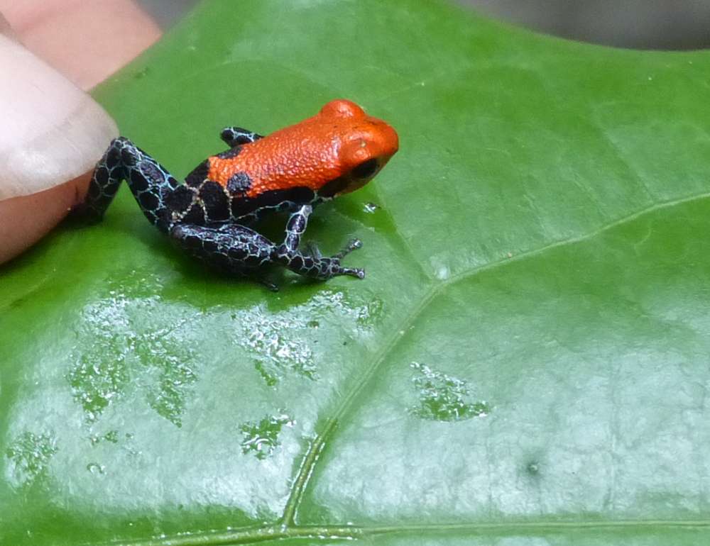 Red-backed poison frog on a leaf