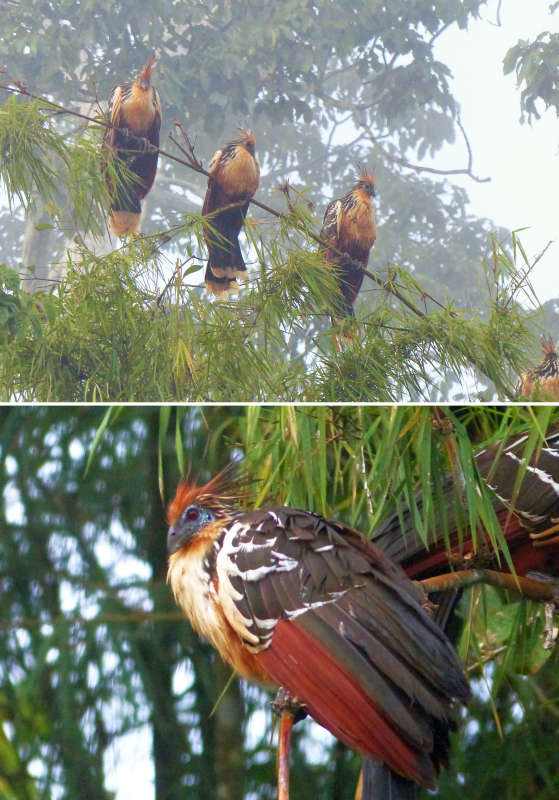 Amazon Hoatzin birds