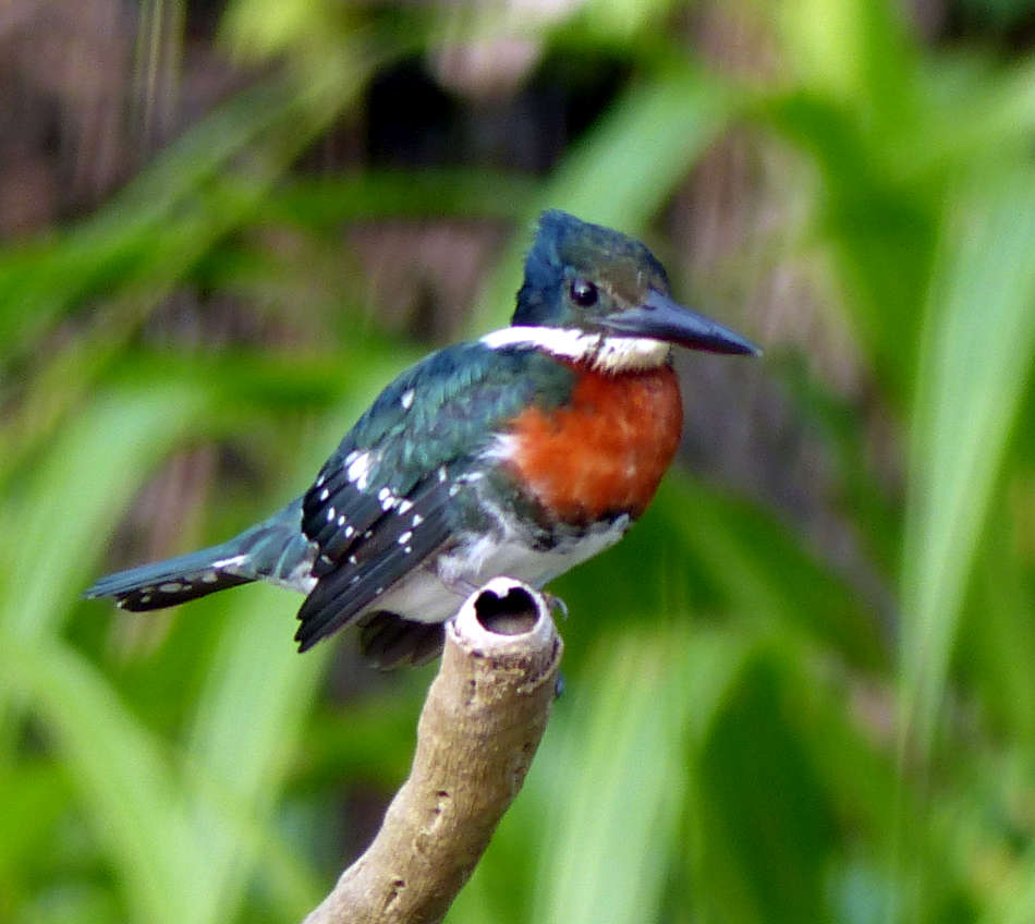 Amazon Kingfisher on a branch