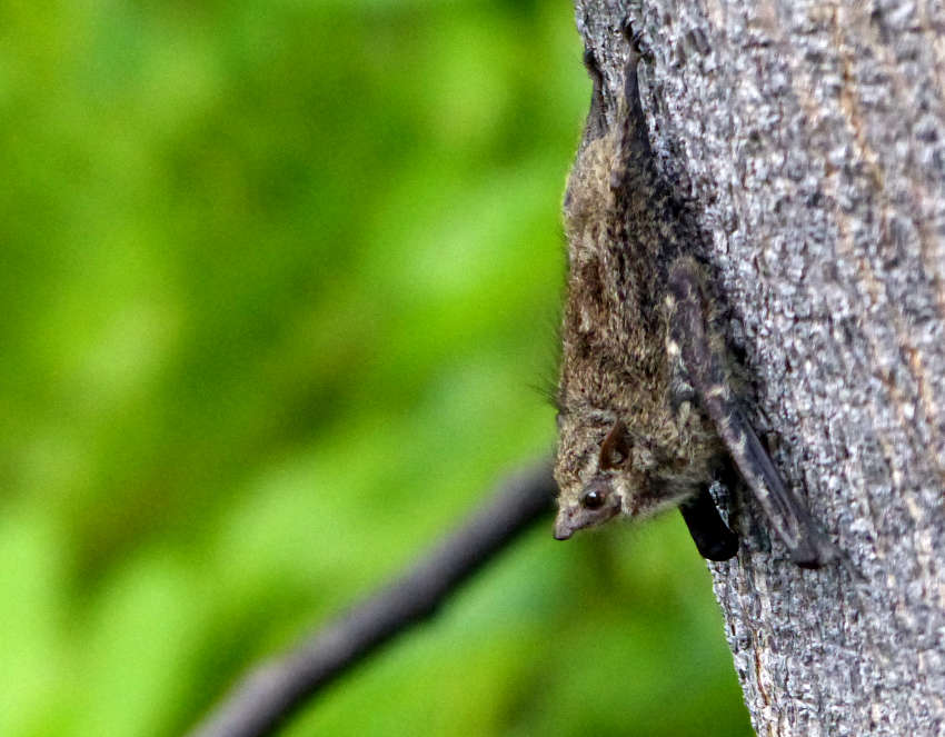 A Long-Nosed Bat on the side of a tree