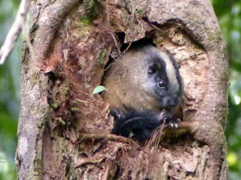 Yellow Crowned Brush Tailed Tree Rat in its tree hole den