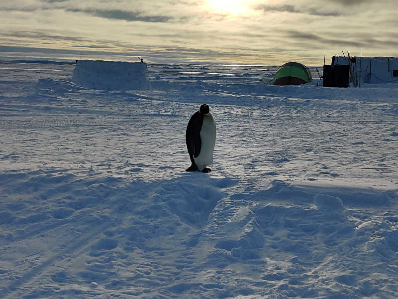 An emperor penguin by Gould Bay Camp runway 