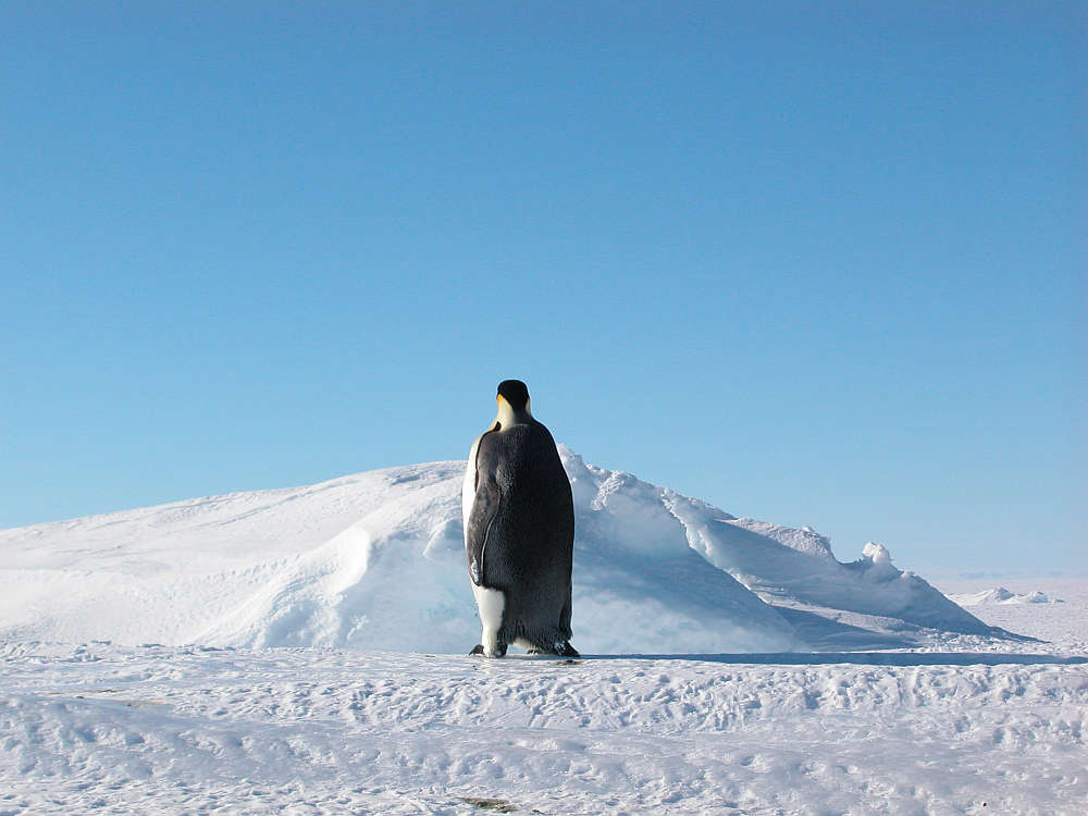 Back view of an emperor penguin in Antarctic landscape