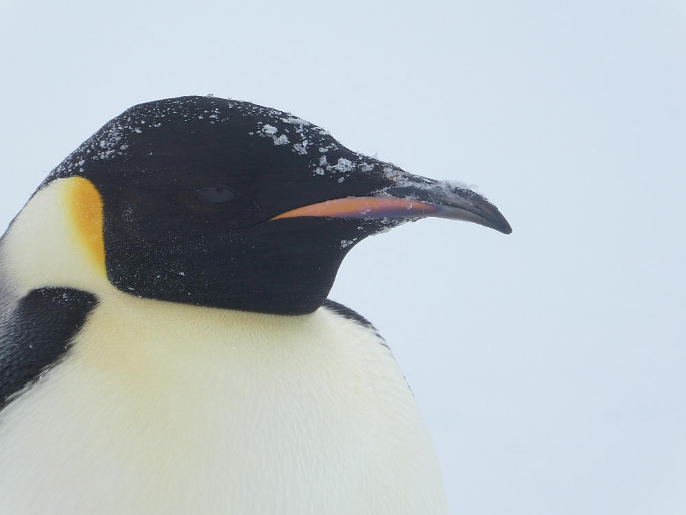 Closeup shot of emperor penguin