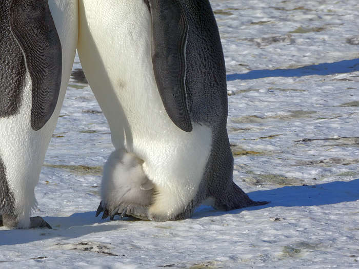 Emperor penguin chick trying to stay in its father's brood pouch