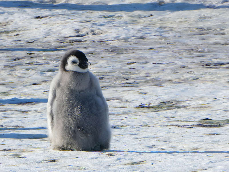 Pot bellied emperor penguin chick