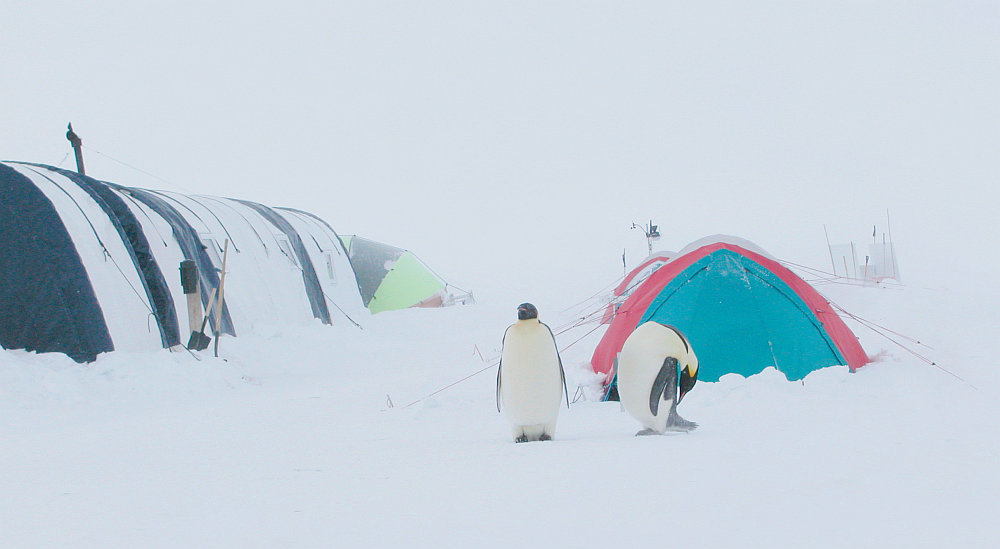 2 emperor penguins standing outside tent