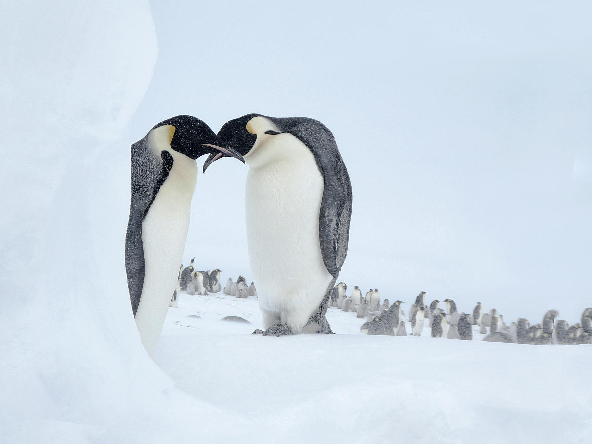 Two emperor penguins facing each other with crossed beaks