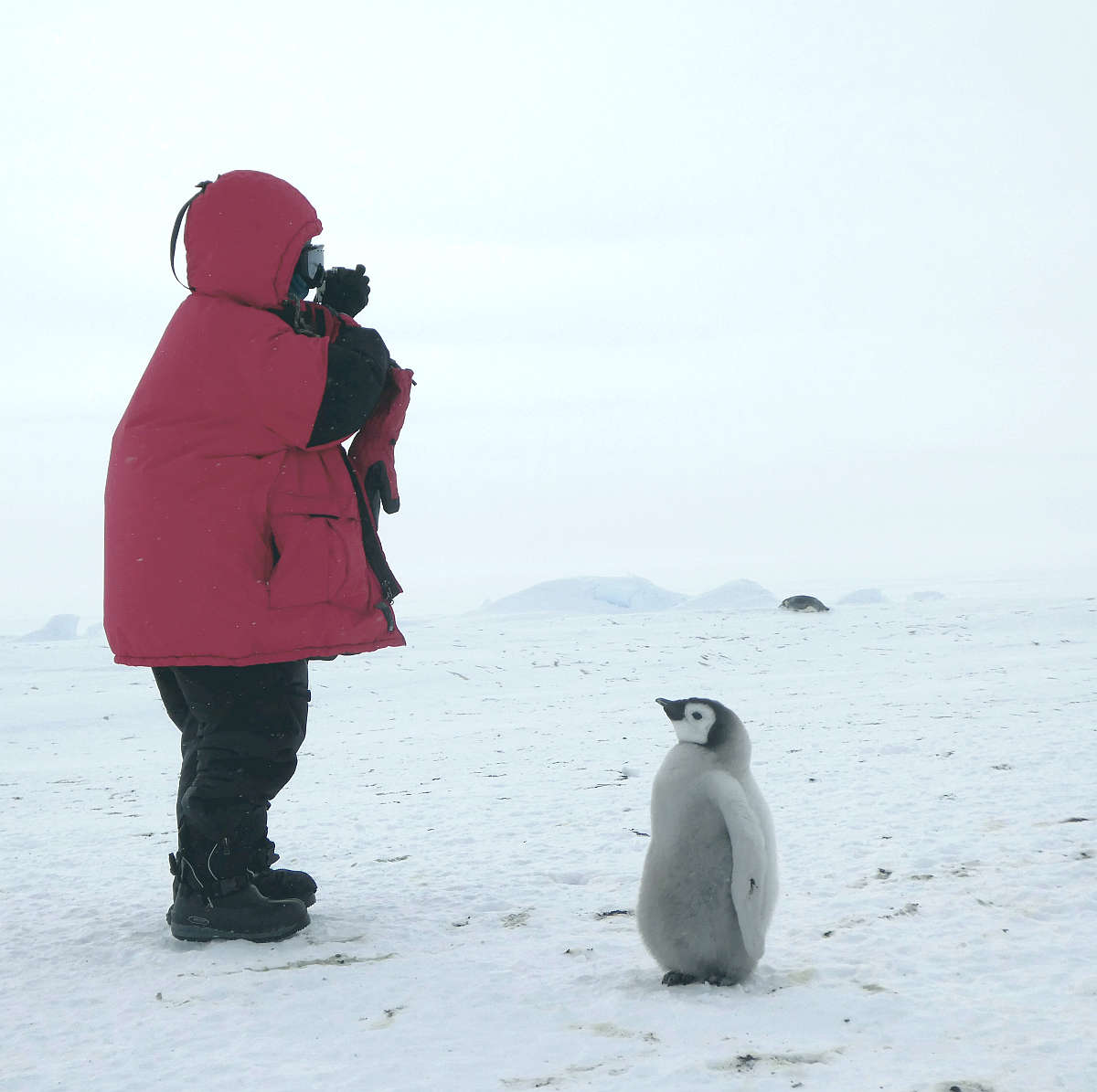 Emperor penguin chick looking inquisitively couple feet from Antarctic visitor