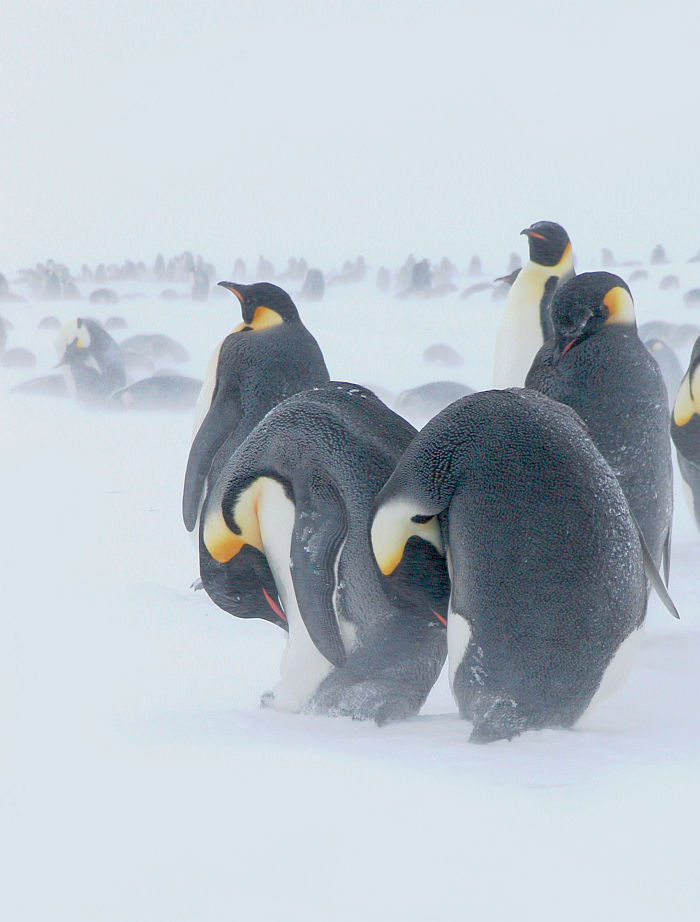 Emperor penguins bending over to preen themselves