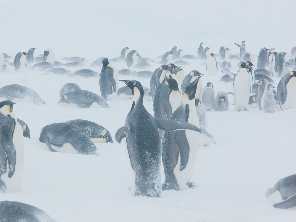 Emperor penguins in blustery weather