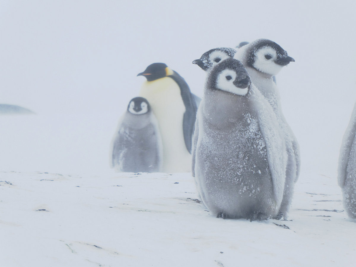 Emperor penguin chicks wandering around in blustery weather