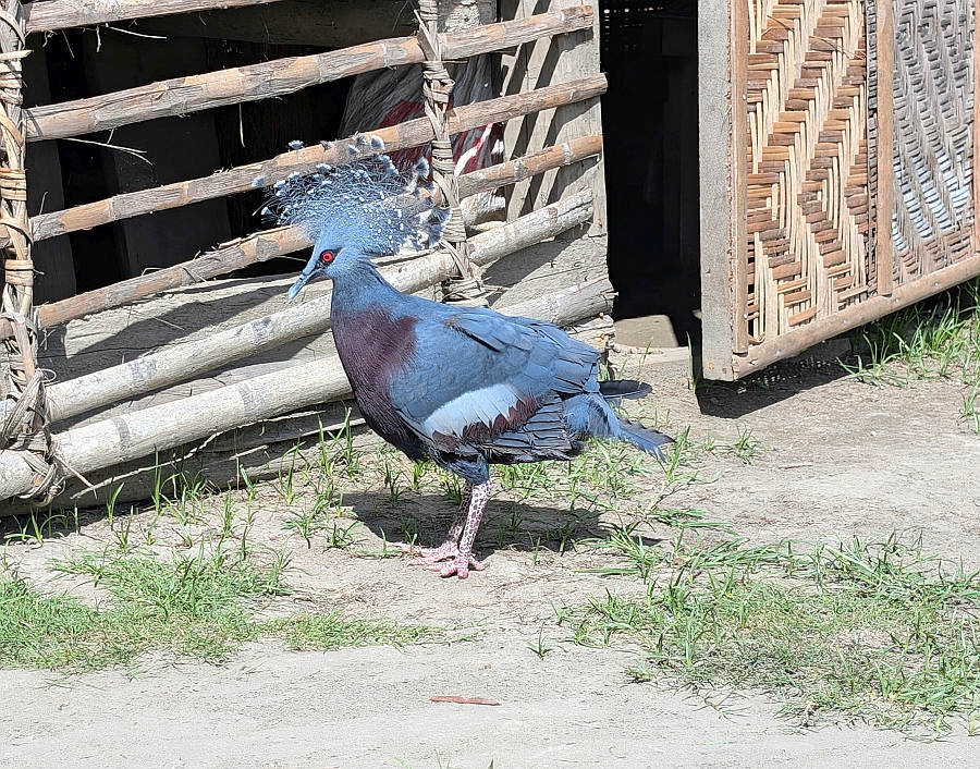 A blue Victoria Crowned Pigeon