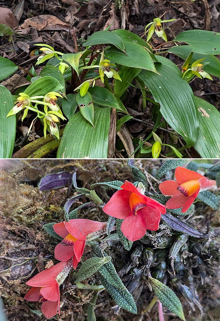 Flowers along the trail