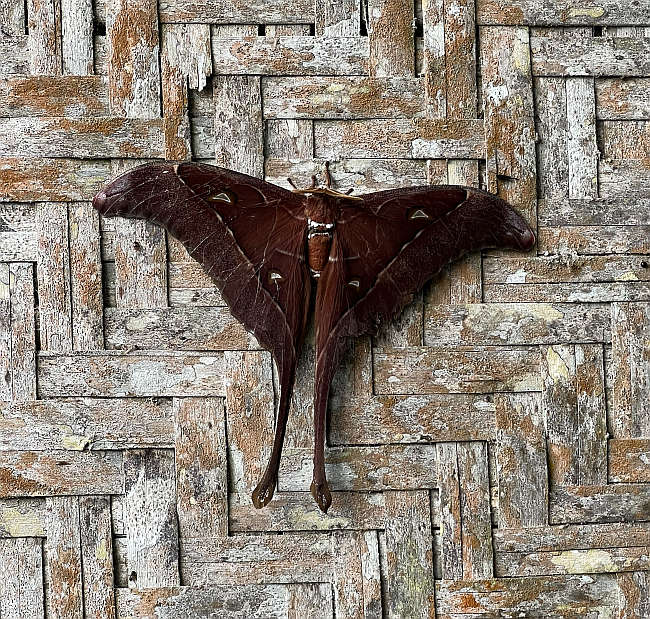 Male Hercules moth