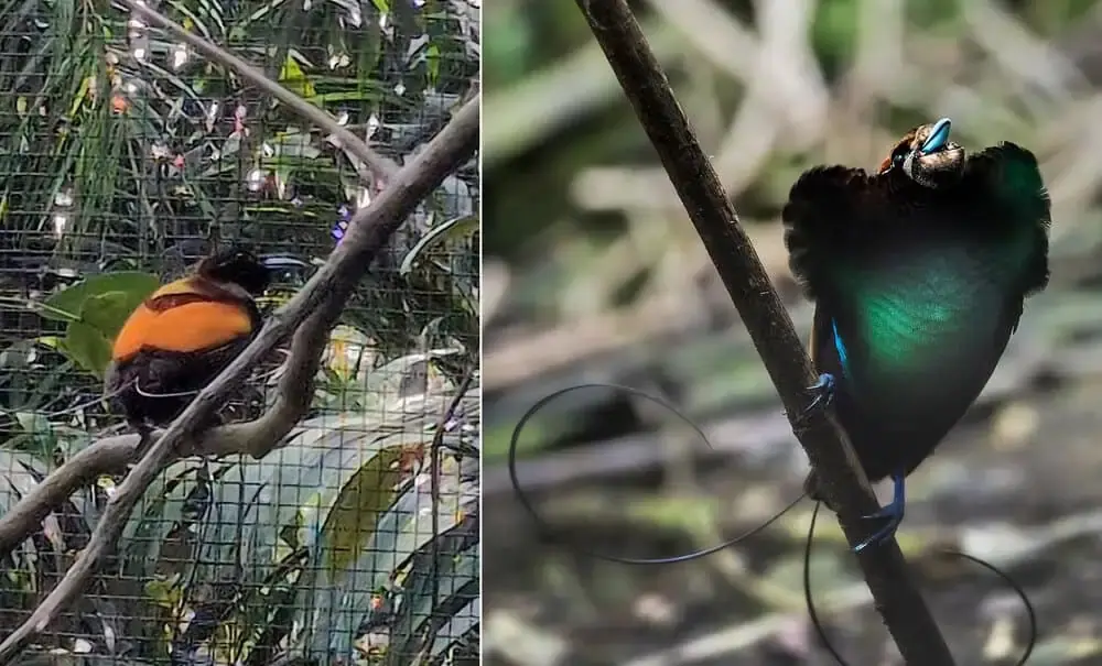 Magnificent Bird of Paradise